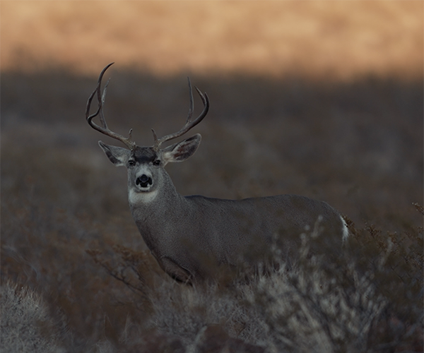 venatura deer