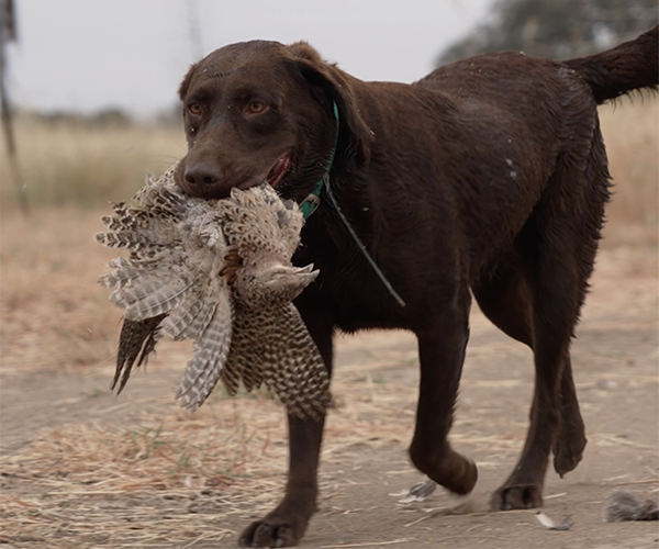 venatura dog bird