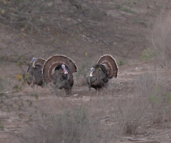 venatura turkey